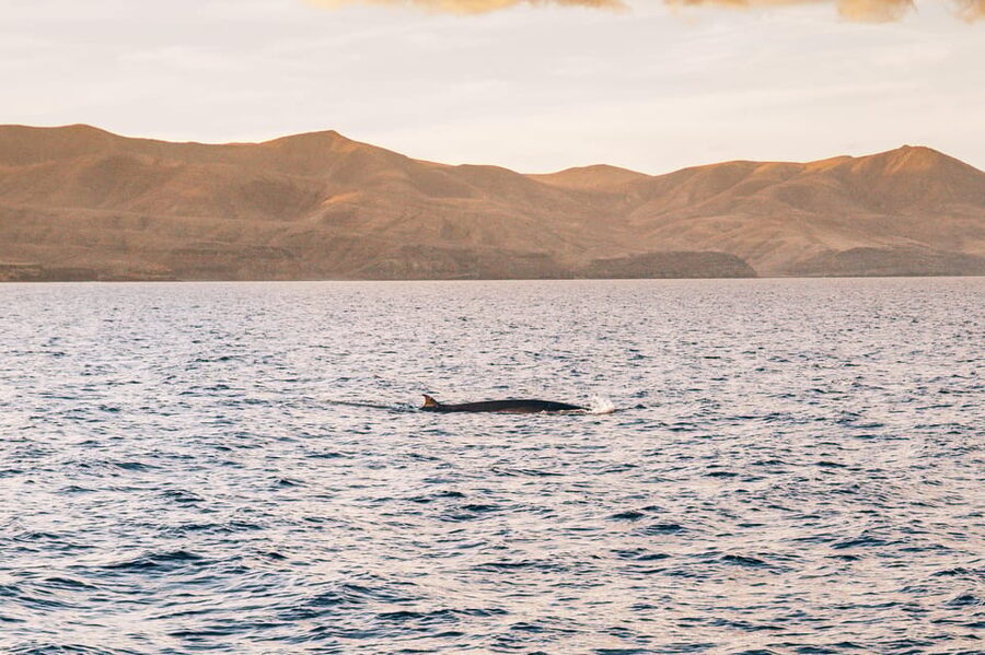Lanzarote: Dolphin-Watching Sunset Cruise with Transfers - Booking, cancellation, and weather details
