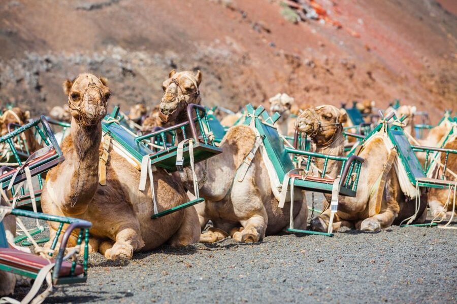 Lanzarote: Guided Day Trip to Timanfaya Park & Lago Verde - From the resort roads to volcanic Yaiza