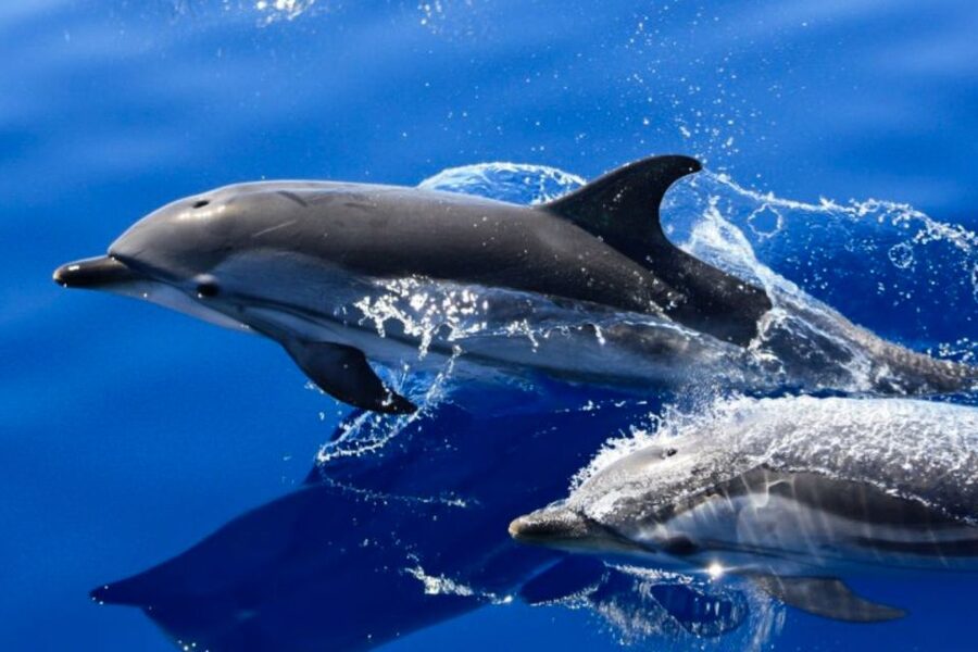 Lanzarote: Lobos Island Half-Day Dolphin Watching Trip - At a glance