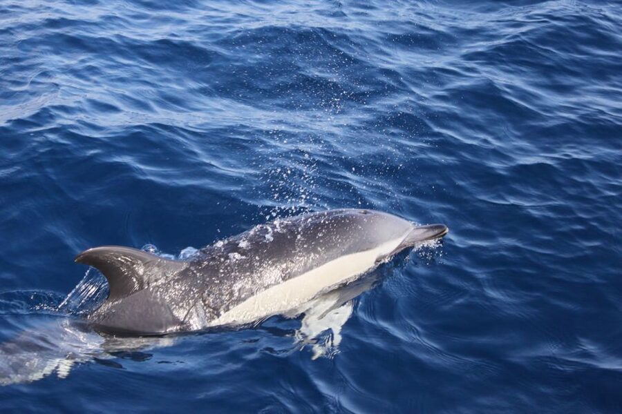Lanzarote: Lobos Island Half-Day Dolphin Watching Trip - Why this Lanzarote boat trip is worth considering