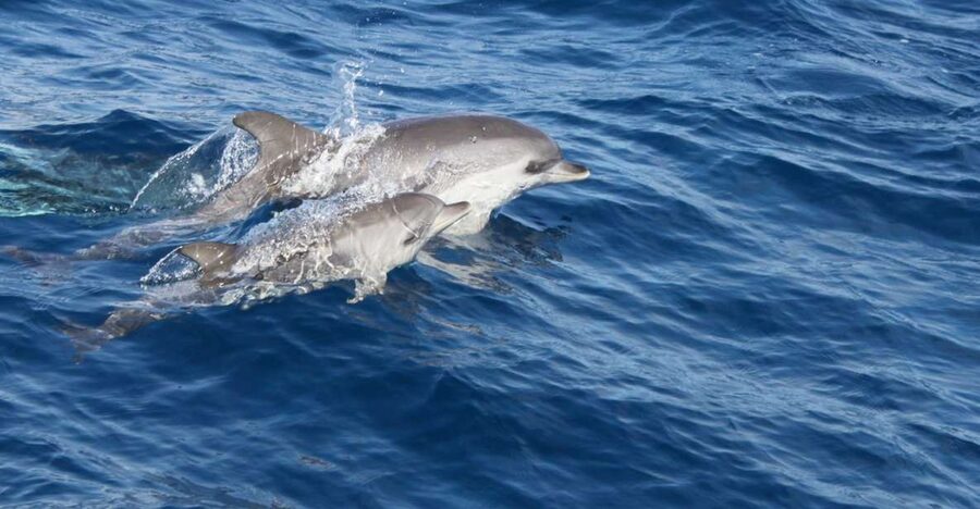 Lanzarote: Lobos Island Half-Day Dolphin Watching Trip - The 1.5-hour crossing to Lobos Island
