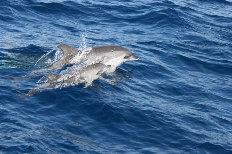 Lanzarote: Lobos Island Half-Day Dolphin Watching Trip - Lobos Island: 2.5 hours in a protected volcanic setting