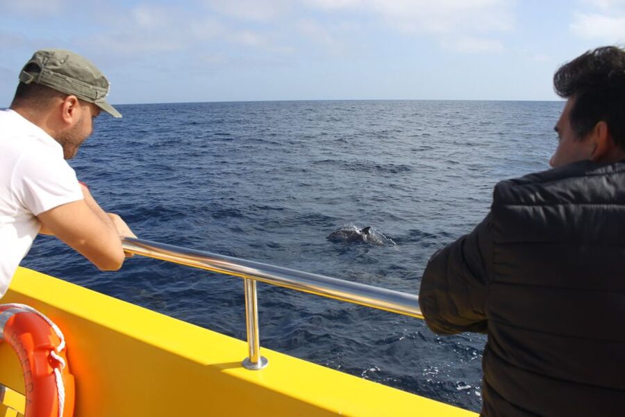 Lanzarote: Lobos Island Half-Day Dolphin Watching Trip - Getting from your hotel to Puerto del Carmen