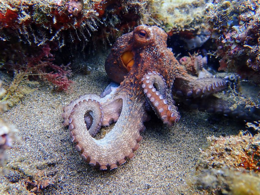 Lanzarote: Scuba Diving for Beginners - 1 Dive - Up to 6 Meters Along the Volcanic Coast
