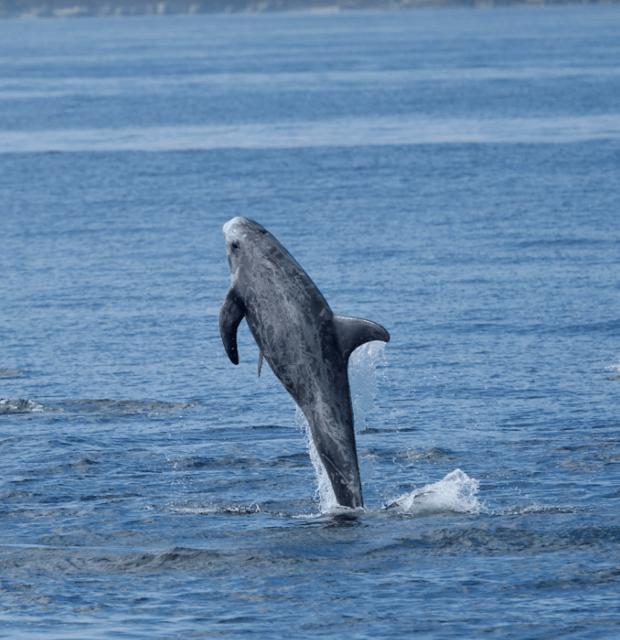 Lanzarote: Sea Safari Experience - Key points to know before you book