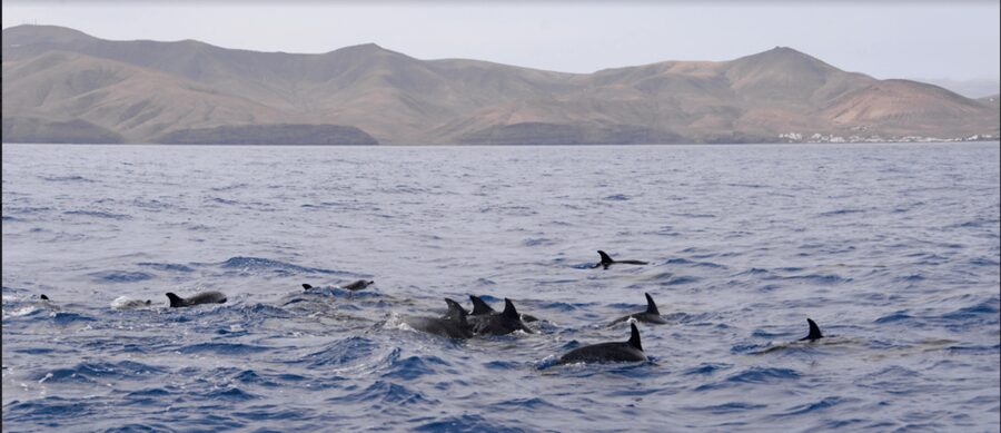 Lanzarote: Sea Safari Experience - Starting at Pontoon H