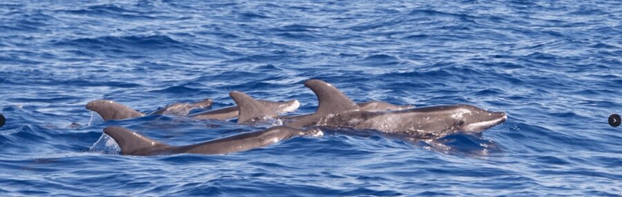 Lanzarote: Sea Safari Experience - Reading Lanzarote’s volcanic coast from the sea
