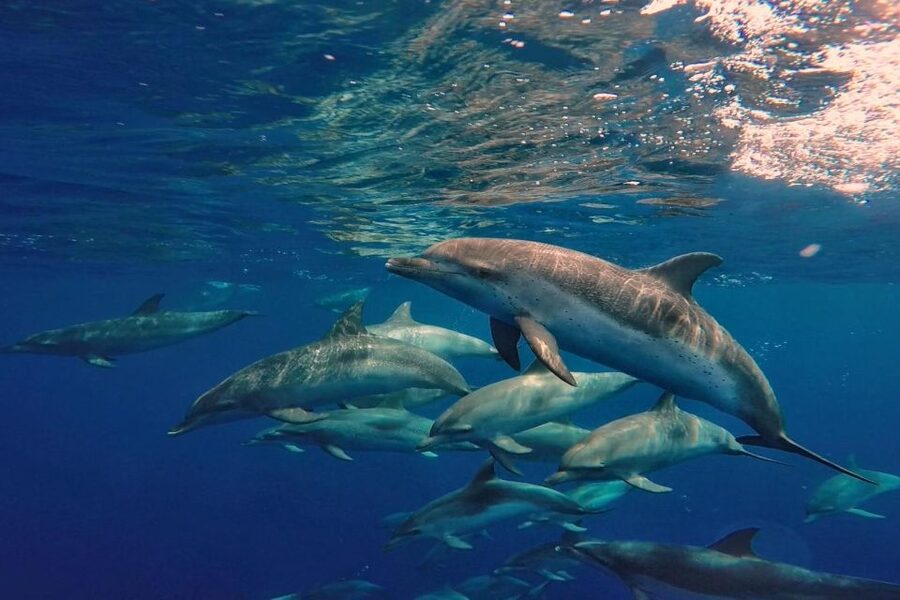 Lanzarote: Sea Safari Experience - Searching for dolphins, whales, and other marine life