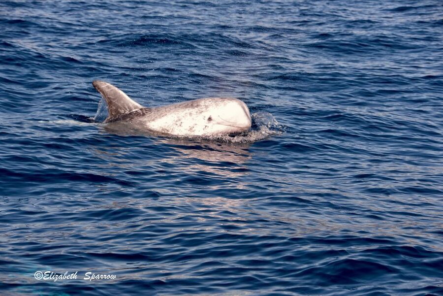 Lanzarote: Sea Safari Experience - Crew style and languages