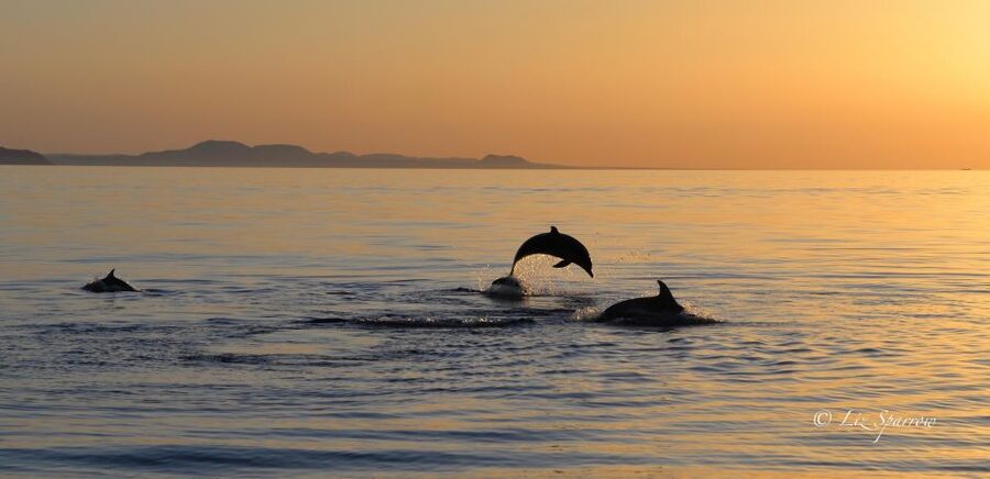 Lanzarote: Sea Safari Experience - How the three hours usually unfold