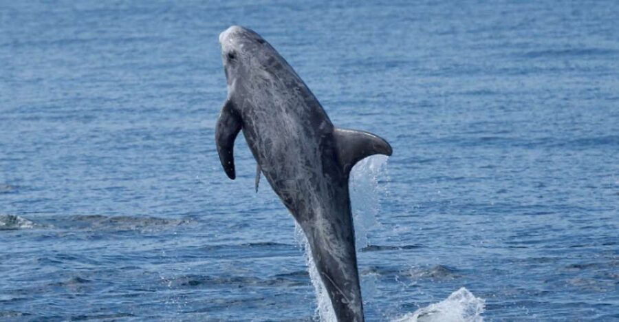 Lanzarote: Sea Safari Experience - What the $71 price gets you