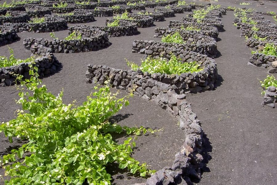 Lanzarote: Timanfaya Park and Jameos del Agua Full-Day Tour - Monte Corona and the greener north