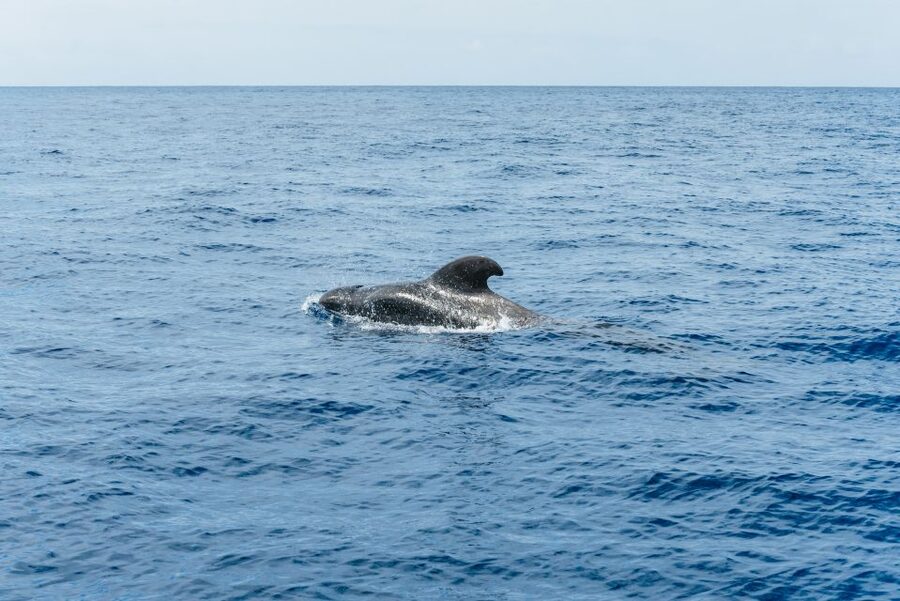 Las Galletas: Whale & Dolphin Tour with Local Skipper - Booking details and practical choices