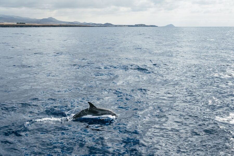 Las Galletas: Whale & Dolphin Tour with Local Skipper - Searching the whale and dolphin waters