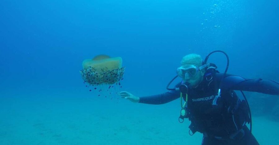 Lloret de Mar: Scuba Diving Experience no License Required - The sheltered bay is the right place to begin