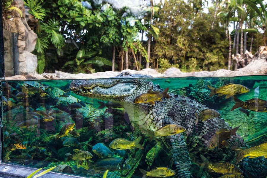 Loro Parque and Siam Park Combined Admission Tickets - Is $92 good value?