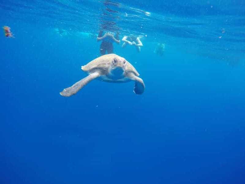 Los Cristianos: Kayak and Snorkel with Turtles and Photos - Practical tips for a better outing