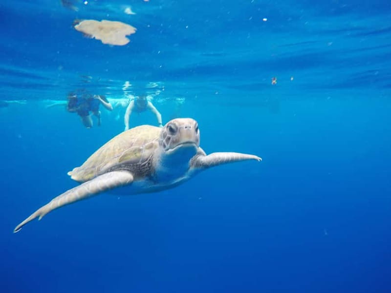 Los Cristianos: Kayak and Snorkel with Turtles and Photos - Starting at Los Cristianos Beach