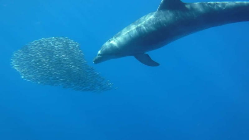 Los Cristianos: Kayak and Snorkel with Turtles and Photos - The return paddle and the wildlife search