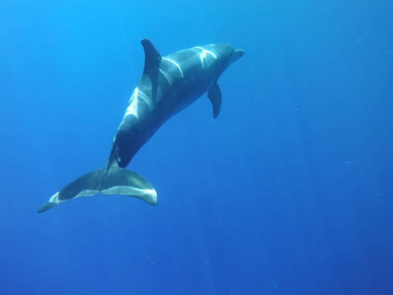 Los Cristianos: Kayak and Snorkel with Turtles and Photos - Paddling along the black volcanic coast