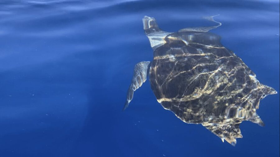 Los Cristianos: Kayak & Snorkel Tour with turtles and photos included - Returning to Los Cristianos with photos included