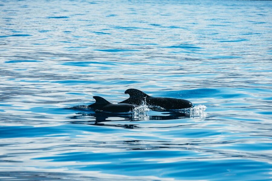 Los Cristianos Respectful No-Chase Whale and Dolphin Safari - My verdict: a thoughtful, well-priced wildlife trip