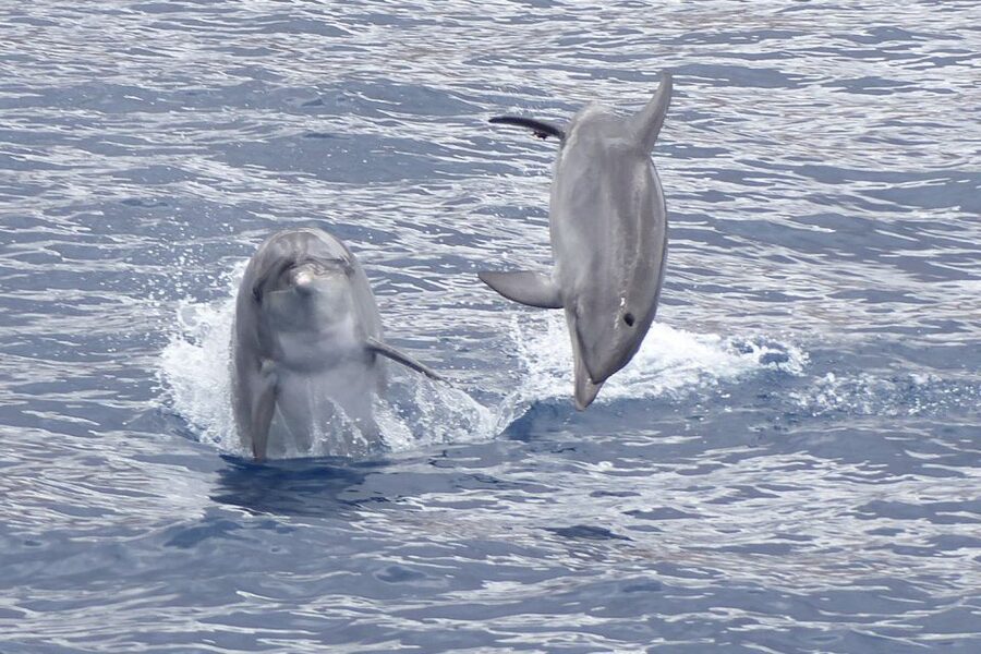 Los Cristianos Respectful No-Chase Whale and Dolphin Safari - What you may see in Tenerife’s waters
