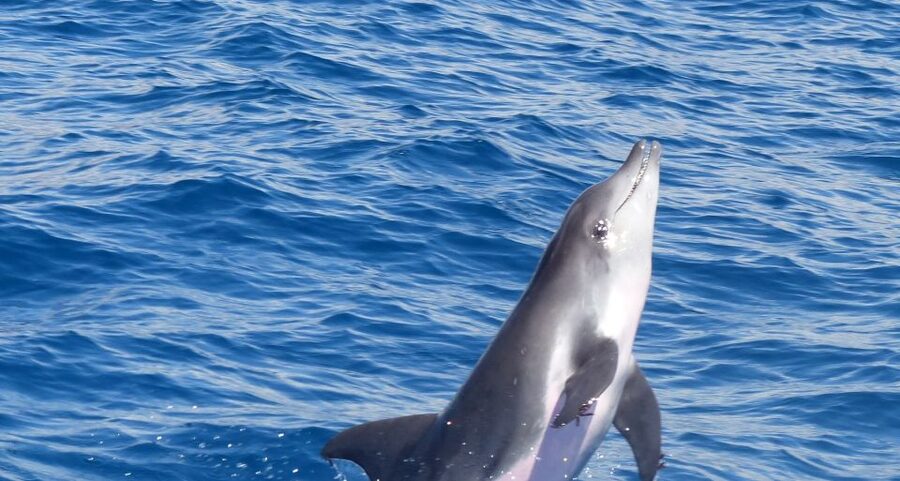 Los Cristianos Respectful No-Chase Whale and Dolphin Safari - The Bahriyeli and the practical reality on board