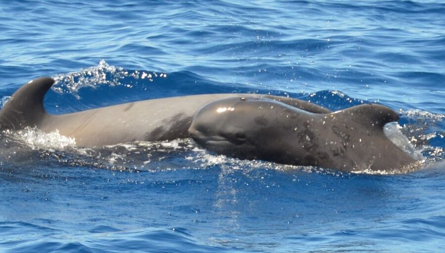 Los Cristianos Respectful No-Chase Whale and Dolphin Safari - Guides, languages, and the learning side