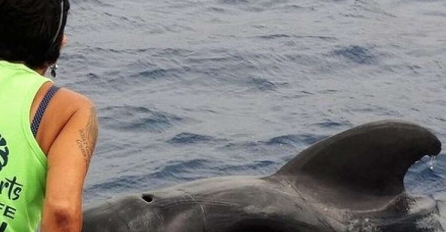 Los Cristianos Respectful No-Chase Whale and Dolphin Safari - Why the conservation contribution matters