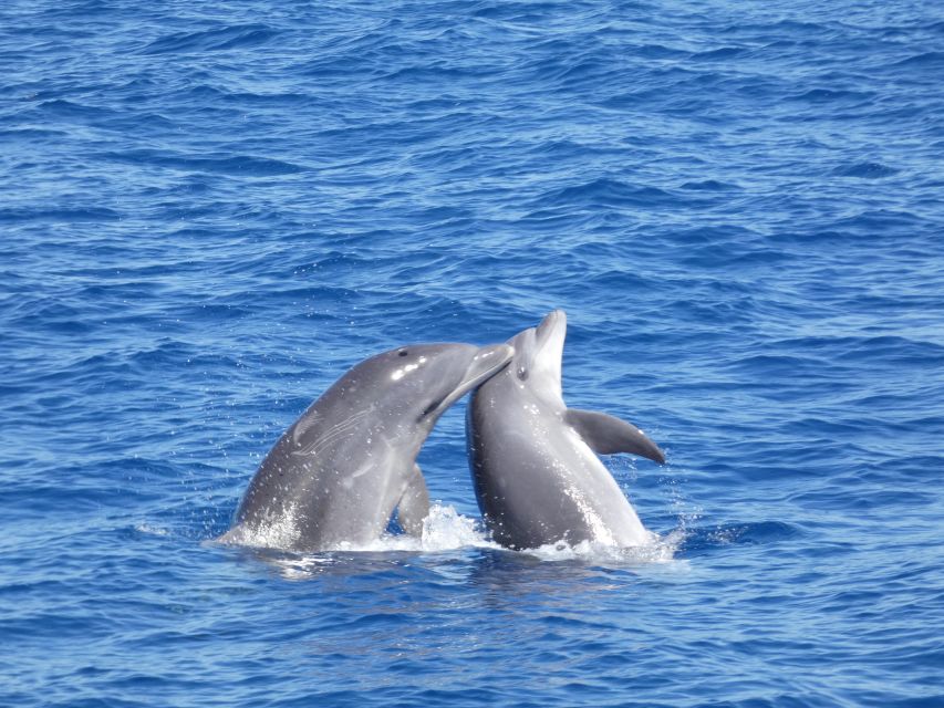 Los Cristianos Respectful No-Chase Whale and Dolphin Safari - Is $29 good value for two hours?