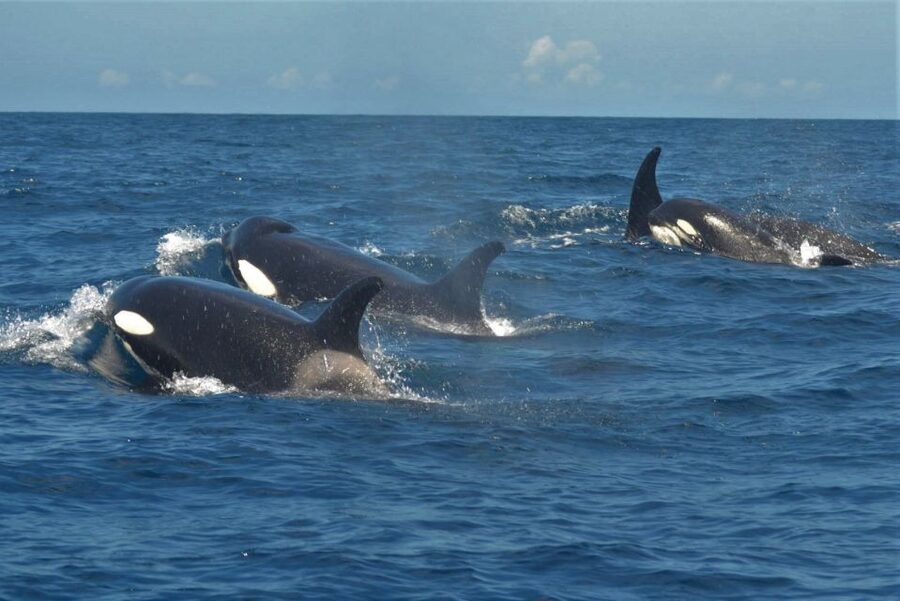 Los Cristianos Respectful No-Chase Whale and Dolphin Safari - Who should book this cruise?