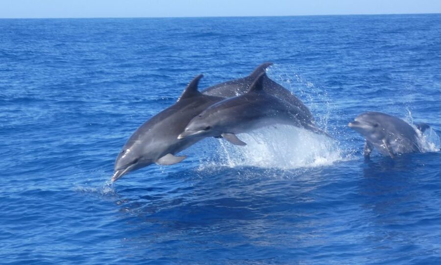 Los Cristianos Respectful No-Chase Whale and Dolphin Safari - Booking and boarding tips for Los Cristianos