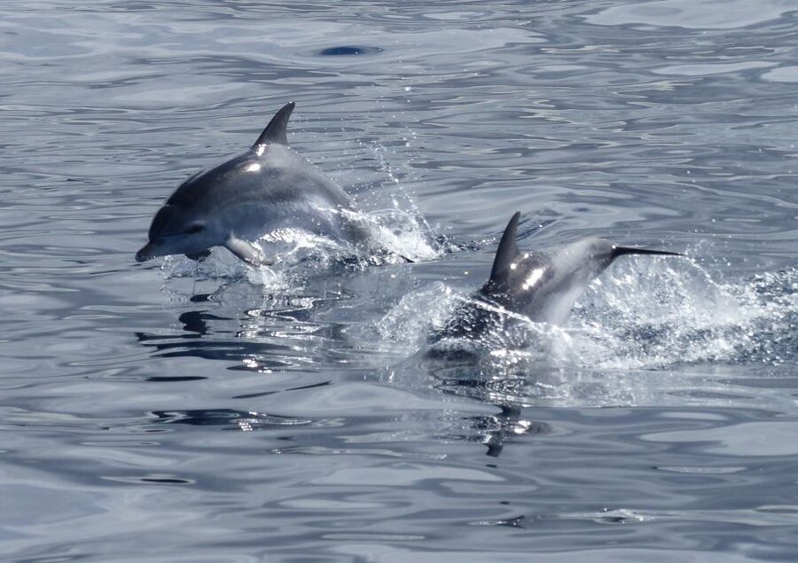 Los Cristianos Respectful No-Chase Whale and Dolphin Safari - The two-hour route, from harbor to open water