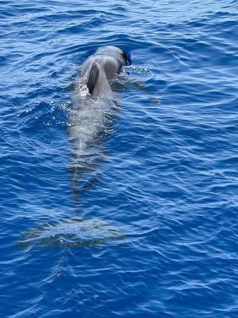 Los Cristianos: Viking Cruise Whales & Dolphins Watching - Sailing out of Los Cristianos on Ragnarok