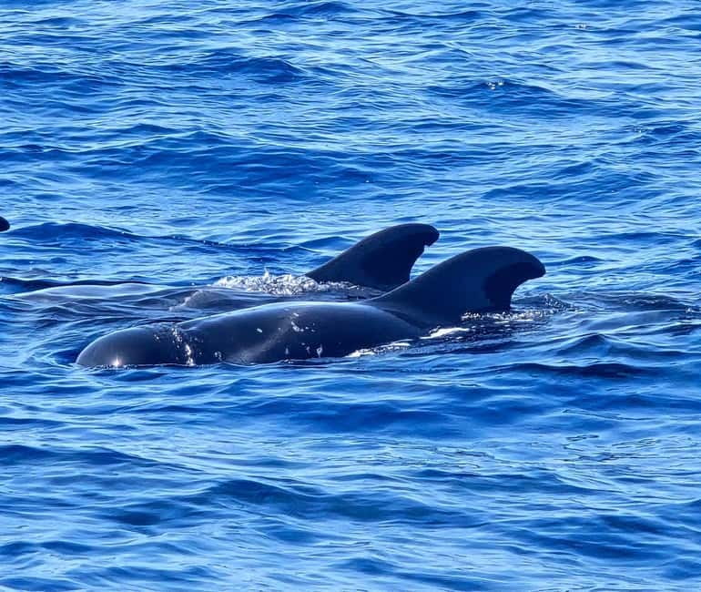 Los Cristianos: Viking Cruise Whales & Dolphins Watching - Is the $20 price good value?
