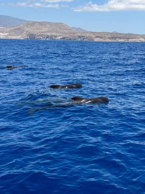 Los Cristianos: Viking Cruise Whales & Dolphins Watching - Practical booking advice for Los Cristianos
