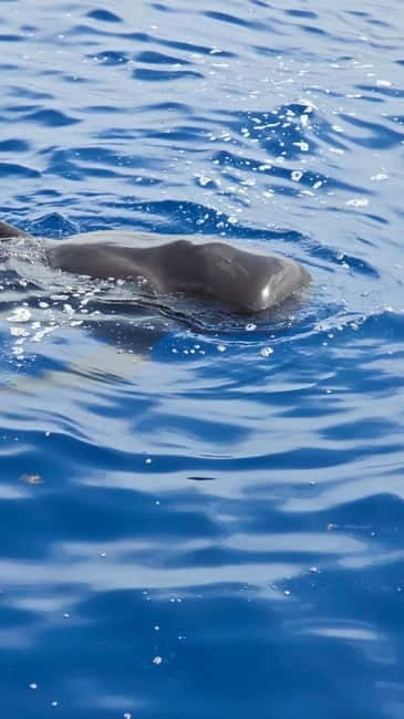 Los Cristianos: Viking Cruise Whales & Dolphins Watching - Two hours between Tenerife and La Gomera