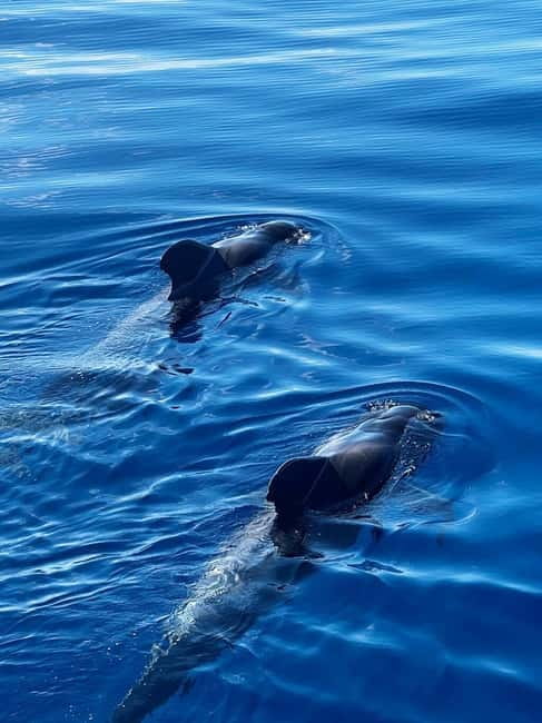 Los Cristianos: Whale Watching Cruise w/Swim Stop & Drinks - Watching whales and dolphins between Tenerife and La Gomera