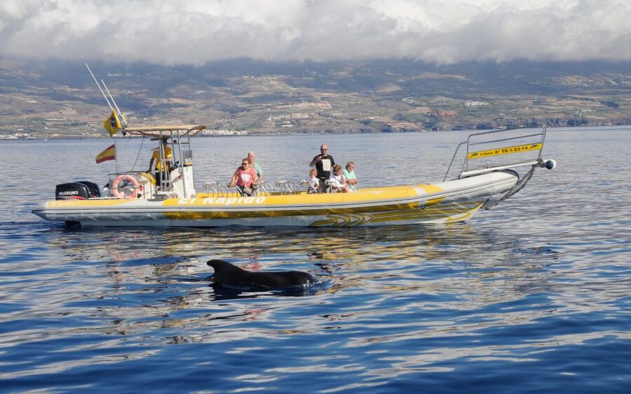 Los Gigantes: Dolphin and Whale Watching Cruise by Speedboat - Key points to know before booking