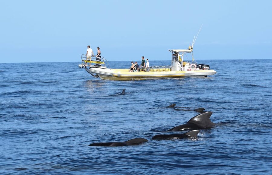 Los Gigantes: Dolphin and Whale Watching Cruise by Speedboat - Why this two-hour trip works so well
