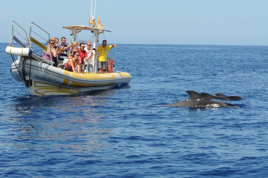 Los Gigantes: Dolphin and Whale Watching Cruise by Speedboat - Watching pilot whales and dolphins in open water