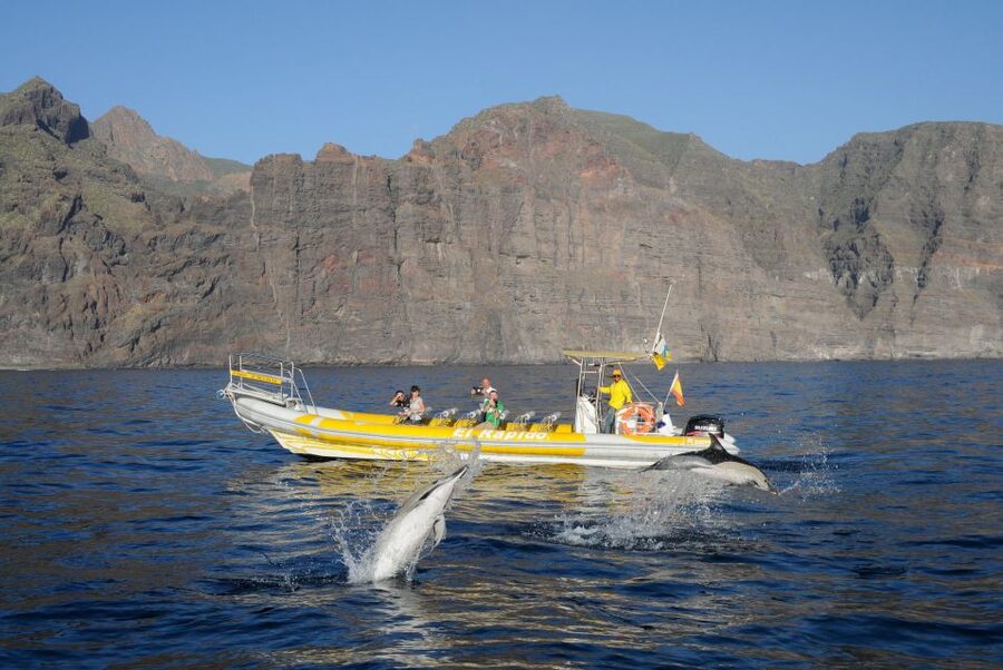 Los Gigantes: Dolphin and Whale Watching Cruise by Speedboat - Swimming at Masca Bay and other coves