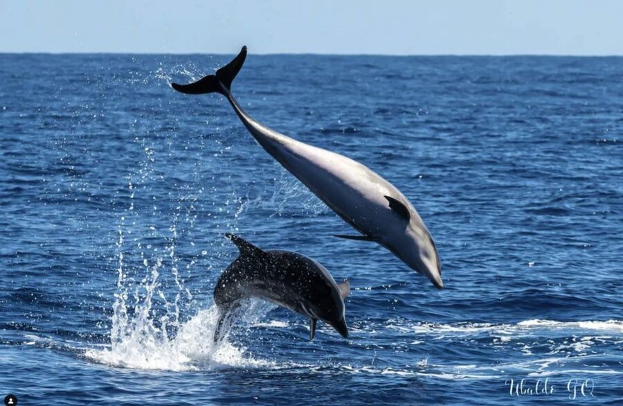 Los Gigantes: Dolphin and Whale Watching Cruise by Speedboat - The guides make a real difference