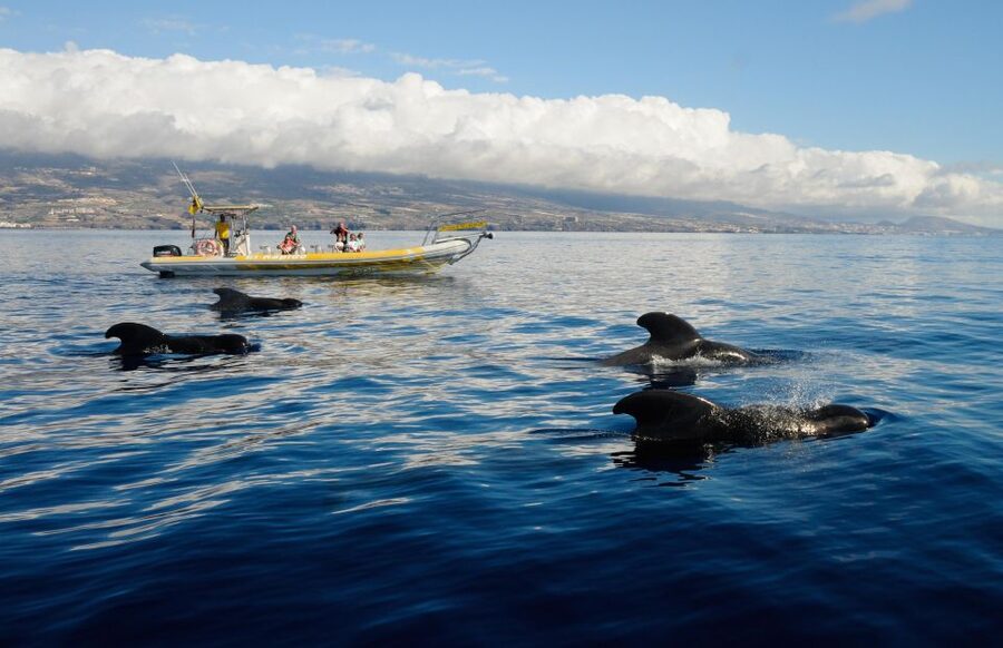 Los Gigantes: Dolphin and Whale Watching Cruise by Speedboat - Leaving from Los Gigantes port