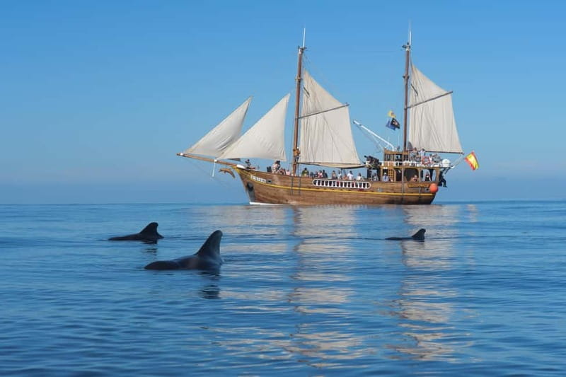 Los Gigantes: Dolphin and Whale Watching Tour with Drinks - Key points to know before you book