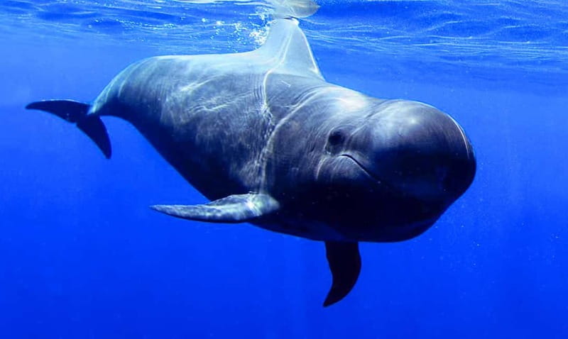 Los Gigantes: Dolphin and Whale Watching Tour with Drinks - Cruising beneath the cliffs of Masca and Los Gigantes