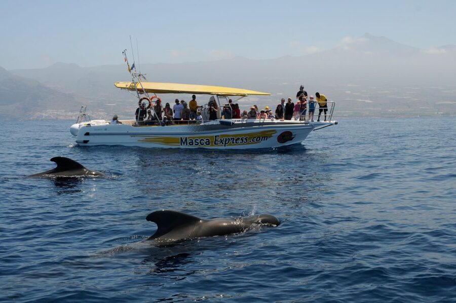 Los Gigantes: Dolphin & Whale Watching Cruise with Swim Stop - Should you book the Flipper Uno cruise?