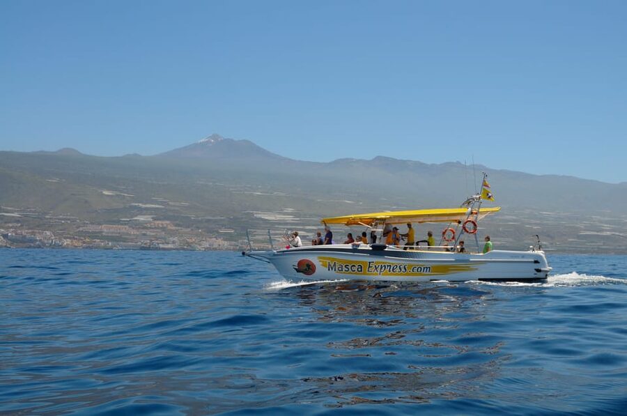 Los Gigantes: Dolphin & Whale Watching Cruise with Swim Stop - Watching pilot whales and dolphins in their own habitat