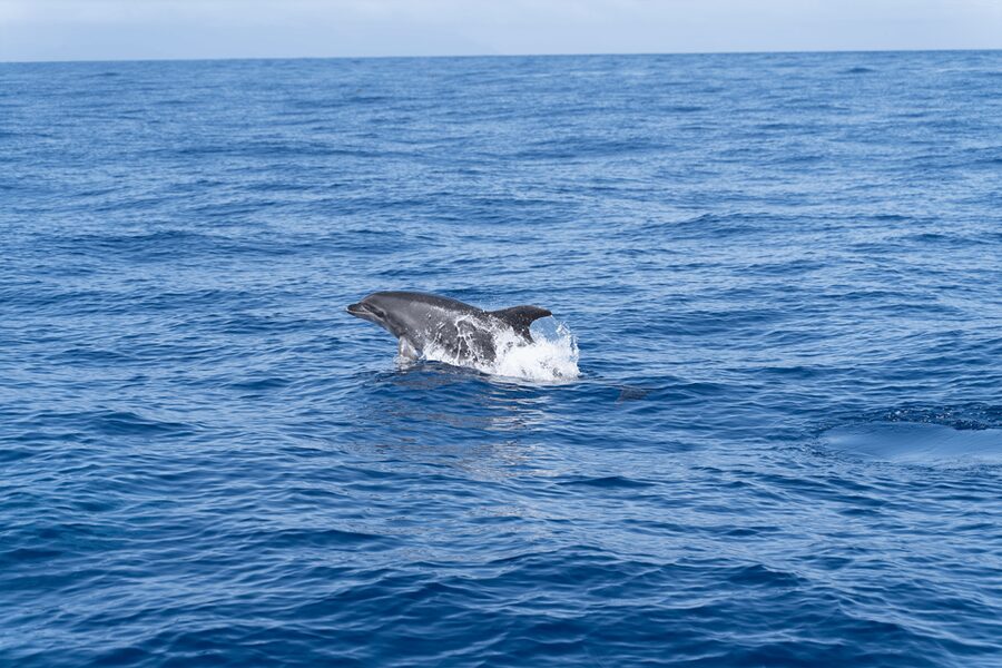 Los Gigantes: Sailing Excursion with Swimming, Drink & Tapas - Setting sail from Puerto de Los Gigantes